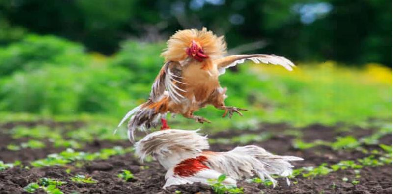 Đá Gà W88 – Trực Tiếp Full HD, Cá Cược Nhanh, Thưởng Lớn